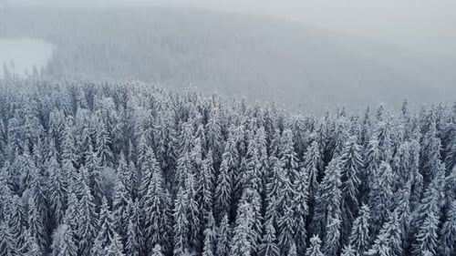 Aerial Flying Above Winter Forest in Mountain Valley