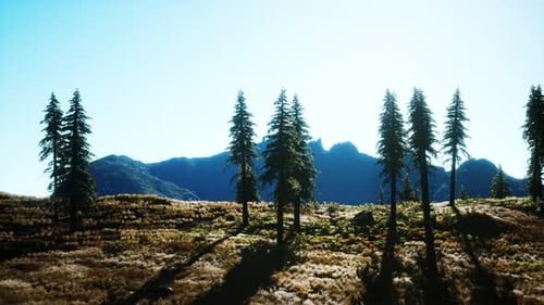 Trees on Meadow Between Hillsides with Conifer Forest