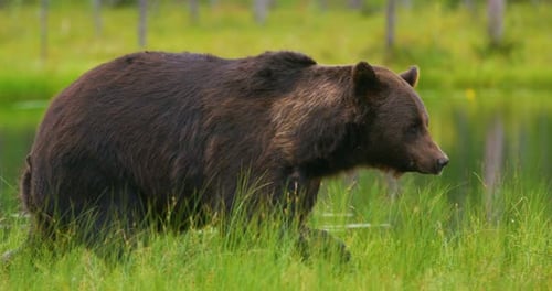 LAage Adult Brown Bear Walking and Running Free in the Forest