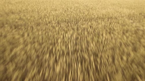 Aerial View From Drone Above Farm Wheatfield