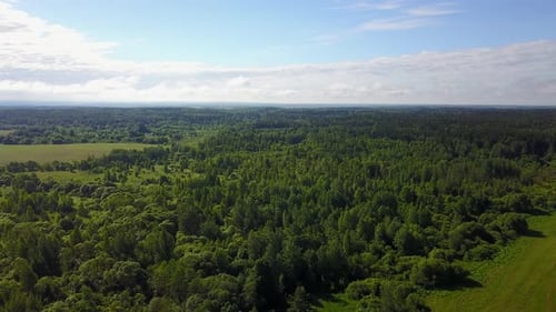 Forest Near The Rudakovo State Farm 01