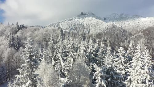 Forest In Snowy Mountains Aerial Views