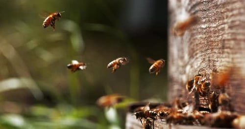 901296 European Honey Bee, apis mellifera, Bees standing at the Entrance of The Hive, Insect in Fli