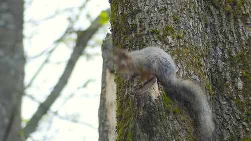 Squirrel Grooming Itself on a Mossy Tree