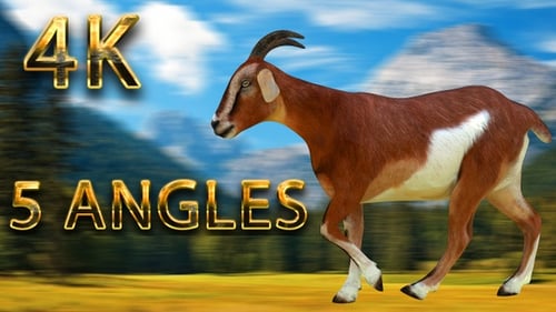 3D Animated Brown Goat Walking and Running Cycle