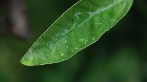 Green Leaf