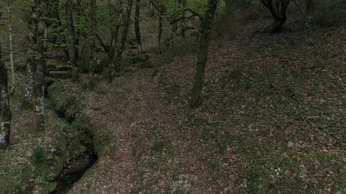Green Forest at Spring Magical Powerful Trees in the Morning Time Charming and Powerful Trees