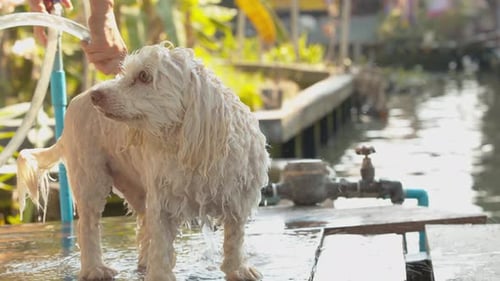 White Dog Getting a Refreshing Bath Outdoors