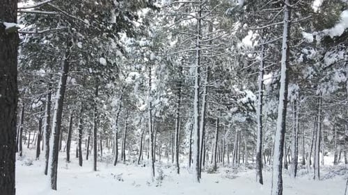 Frozen Trees Covered Snowing