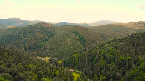 Coniferous Forest and Mountains Landscape