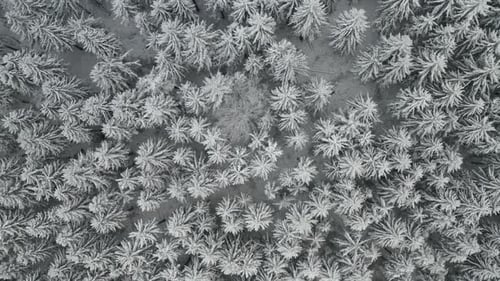Flight Above a Frozen Forest and Spruce Trees Covered with Snow in Winter