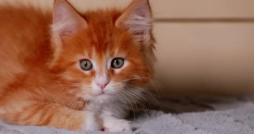 Funny Curious Young Red And White Maine Coon Kitten Cat Resting At Home