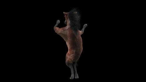 45 Danse de chevaux HD