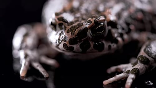 Close Up of Colorful Frog Isolated on Black