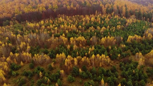 Amazing aerial birds eye view forest, trees at fall season.