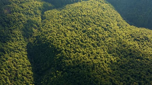 Aerial view of Green Forest. Beautiful Mountain Forest in the National Park in USA