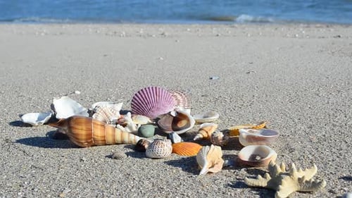 Cockleshells 62