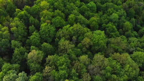 Aerial Top View Forest, Texture of Forest View From Above.