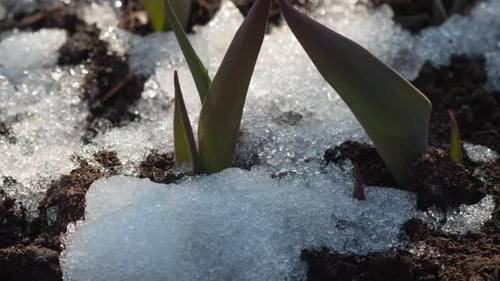 New Plants Emerging From Snowy Soil in Springtime