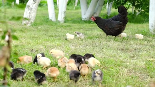 Hen and Young Chickens in the Grassy Yard