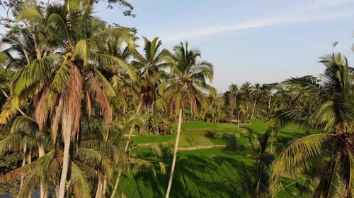 Drone shot of a field in Bali on a hazy morning.