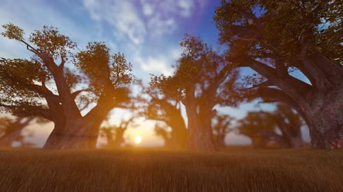 Animated Baobab Trees Landscape At Sunset With Moving Camera