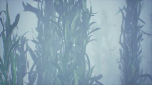 Underwater Grass Forest of Seaweed