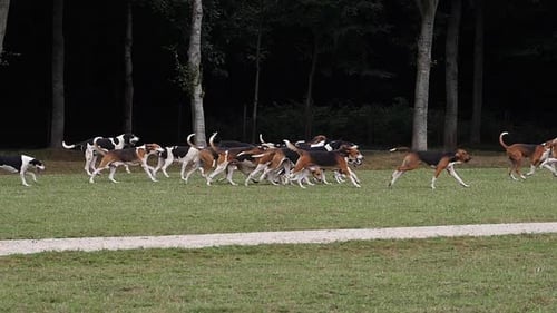 980124 Great Anglo-French White and Black Hound with Great Anglo-French Tricolour Hound, near Saint