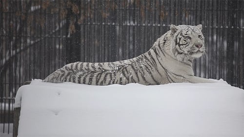 Magnificent White Tiger Lying in Snowy Enclosure