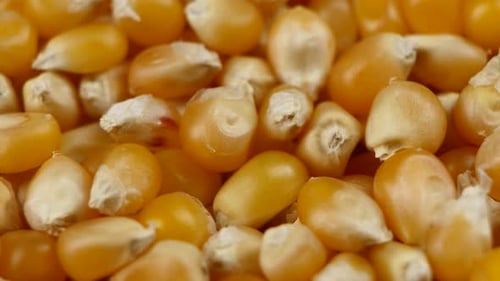 Maize Grains. Corn Kernel Grains. Rotating. Close Up