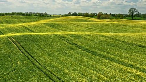 Yellow raps flowers in Poland countryside. Aerial view of agriculture.