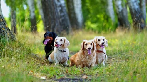 Lovely dogs on grass. Four domestic pet animals resting outdoors. Portraits of adorable dogs breath