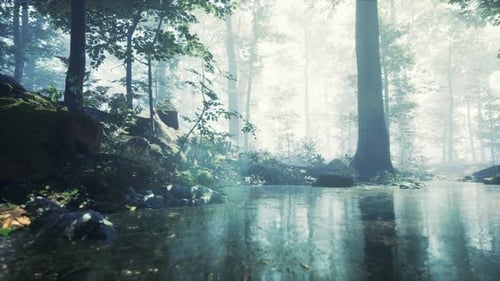 Forest with Pond and Mist with Sunrays