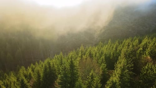 Aerial View of Amazing Scenery with Foggy Dark Mountain Forest Pine Trees at Autumn Sunrise