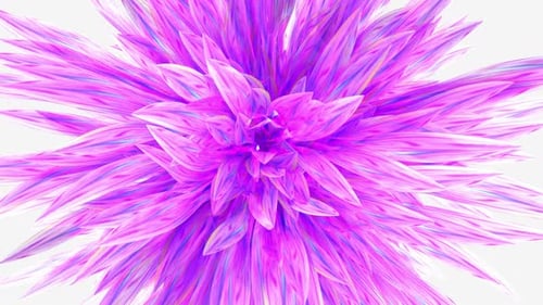 Pink Flower Background