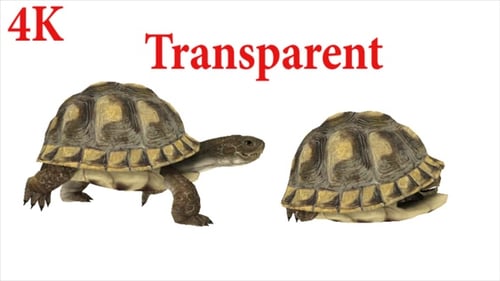 Turtle Run And Hide Cycle