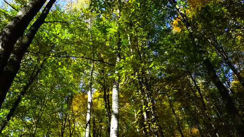 Green and Gold Trees in the Autumn Forest