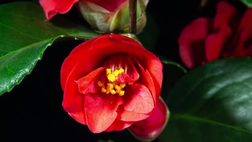 Red Flower Blooming Close Up View