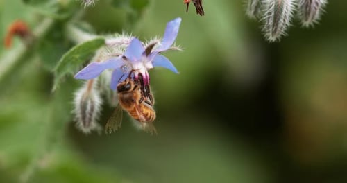 Bee Collecting Pollen From a Purple Flower