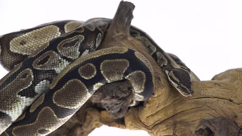 Royal Python o Python Regius en enganche de madera en estudio contra un fondo blanco.