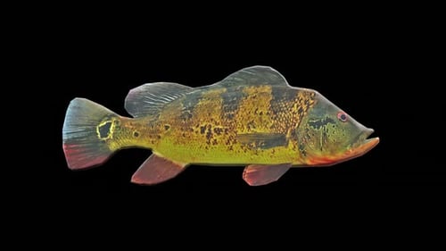 Fische 4