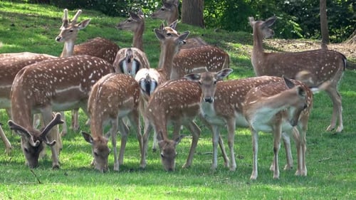 Fallow deer family in a green meadow in summer (Dama dama)