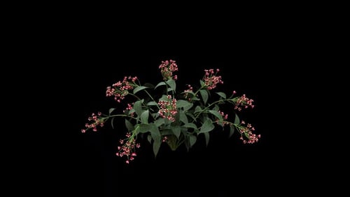 Feinlaubige Blumen wachsen