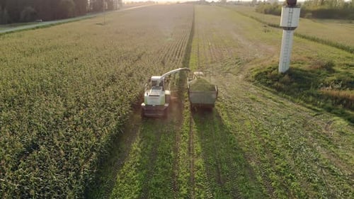 Harvesting Crops in a Golden Rural Field