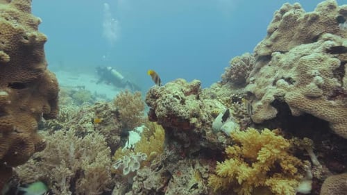 Tropical Fish Swimming Over Colorful Coral Reef in Sea. Scuba Divers Swimming Underwater Ocean