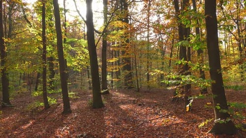 Forest and autumn