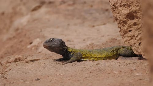 Resting Yellow and Green Desert Lizard