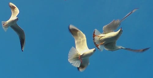 Seagulls Flying Through Blue Sky