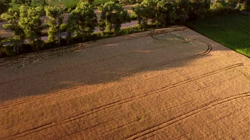 Flying Over Field of Yellow Ripe Wheat