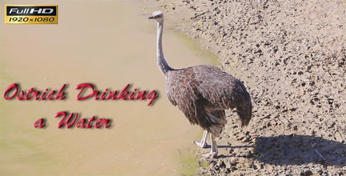 Ostrich